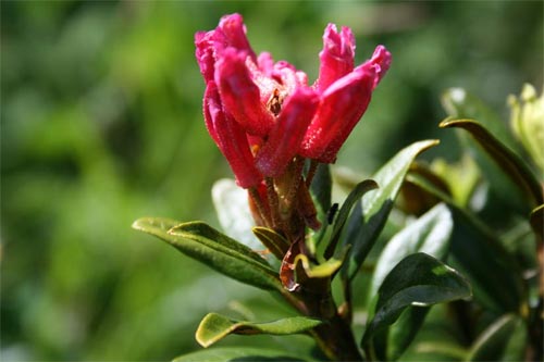 Rostblättrige Alpenrose 