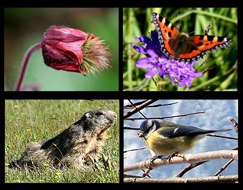 Flora und Fauna im Kleinwalsertal