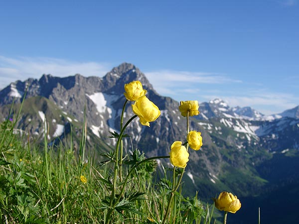 Trollblumen vor Widderstein