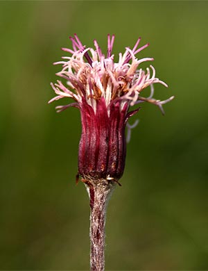 Alpen-Brandlattich - Homogyne alpina