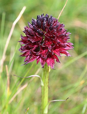 Gewöhnliches Kohlröschen - Nigritella nigra