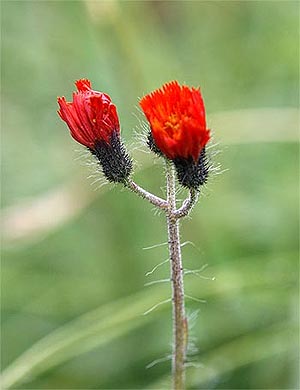 Orangerotes Habichtskraut - Hieracium aurantiacum