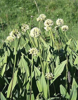 Allermannsharnisch - Allium victoralis