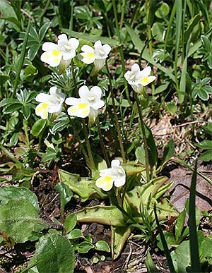 Alpen-Fettkraut Pinguicula alpina