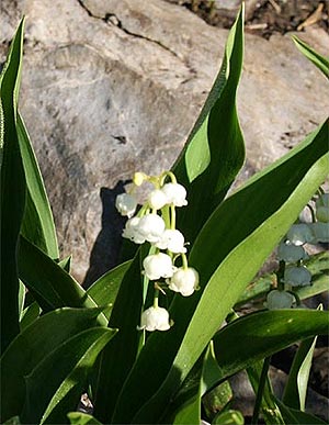 Beim Aufstieg zum Gottesacker: Maiglöckchen - Convallaria majalis