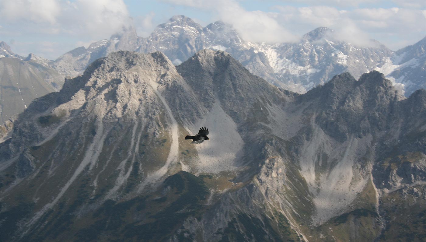 Kanzelwand Alpendohle