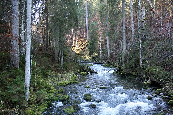 Aubach oberhalb des Aubachstegs