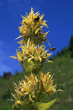 Gelber Enzian - Gentiana lutea