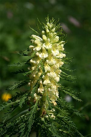 Blattreiches Läusekraut - Pedicularis foliosa