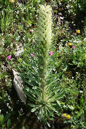 Strauß-Glockenblume - Campanula thyrsoides