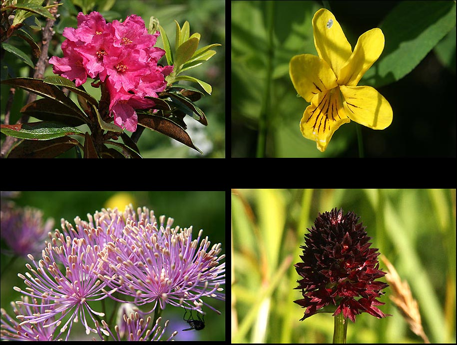 flora-kleinwalsertal.at - Alpenrose, Veilchen, Akeleiblättrige Wiesenraute und Kohlröschen